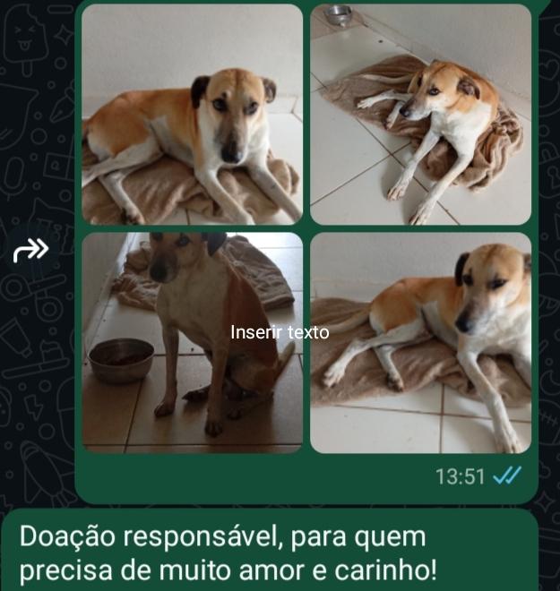 Amarelo 