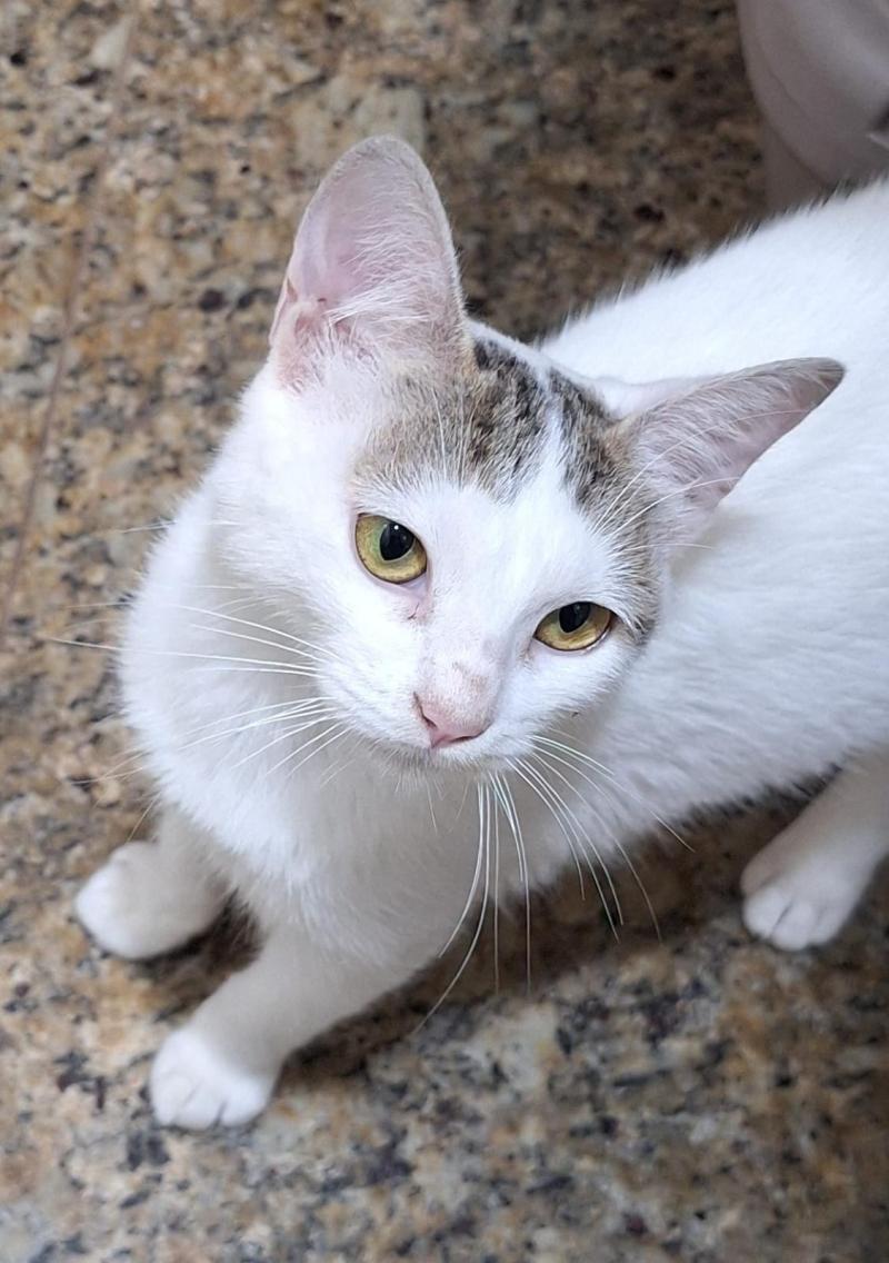 Gatinha 9 Meses Para Adoção
