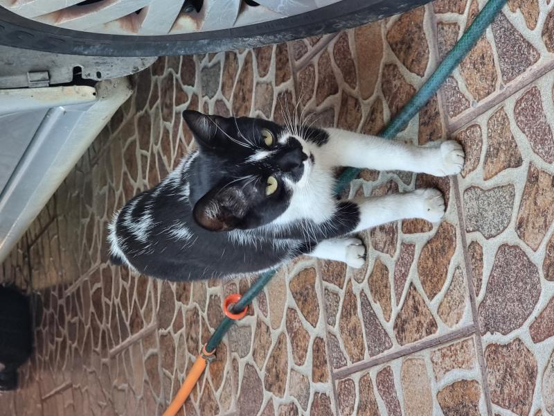 Gatinha Para Adoção Responsável (castrada)
