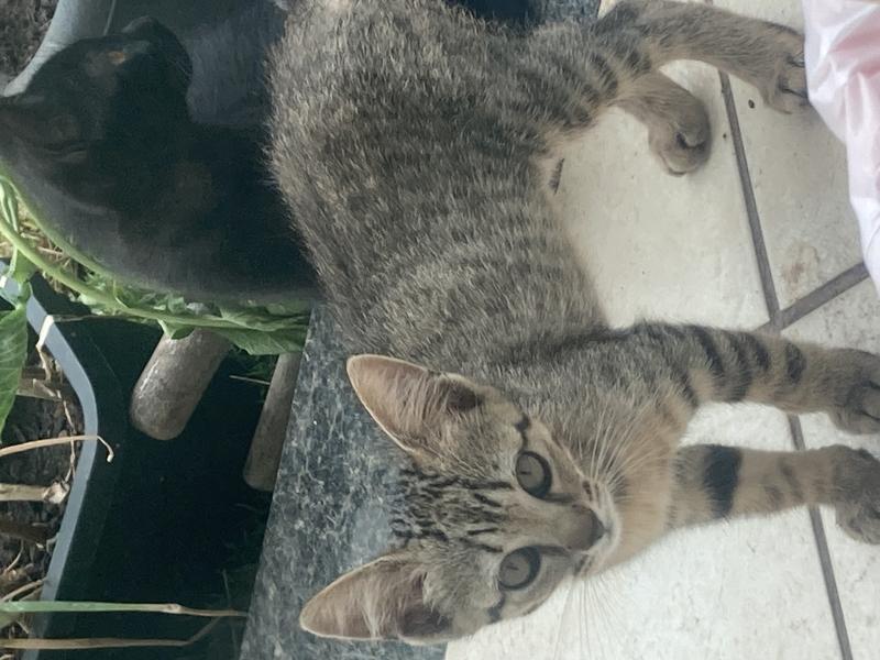 Doa-se Gato Filhote 