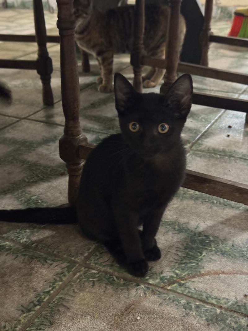 Gatinha Preta