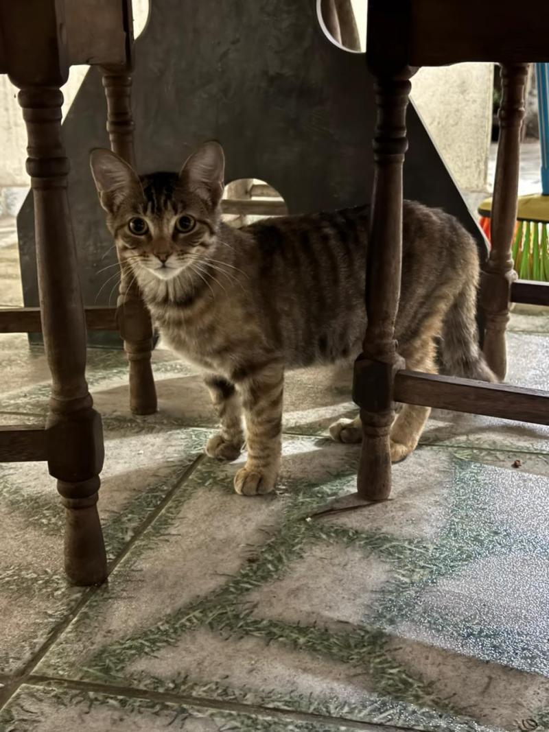 Gatinha Fêmea 