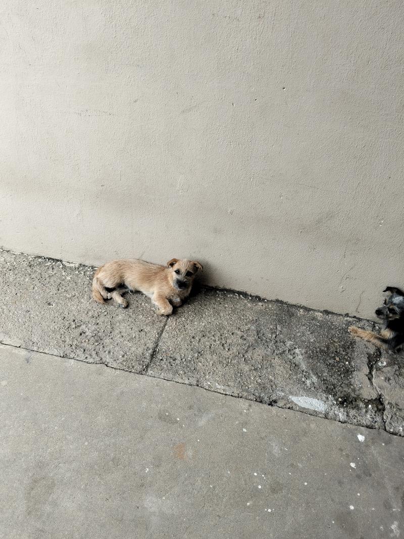 Adoção Cachorrinho