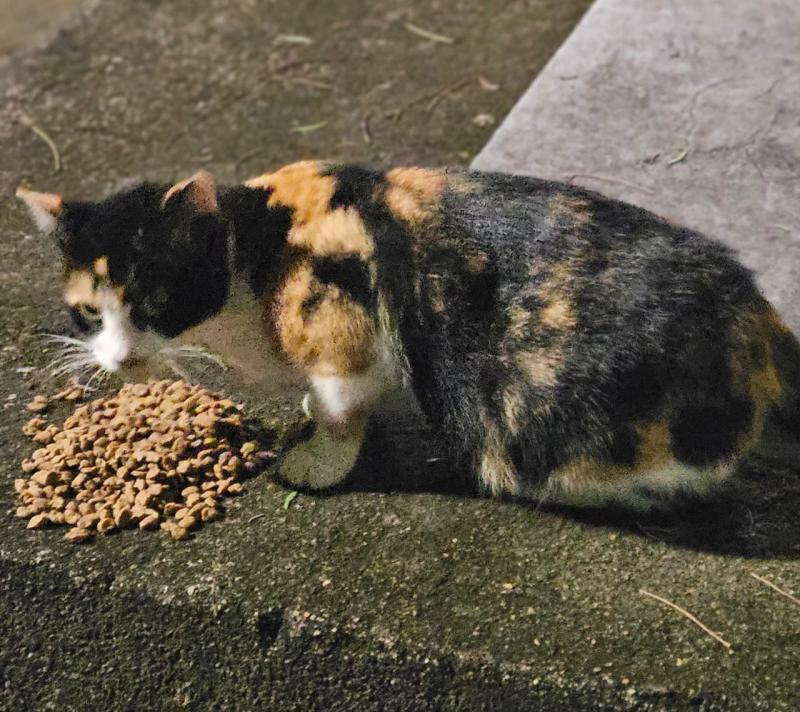 Adoção Responsável De Gatinha Tricolor