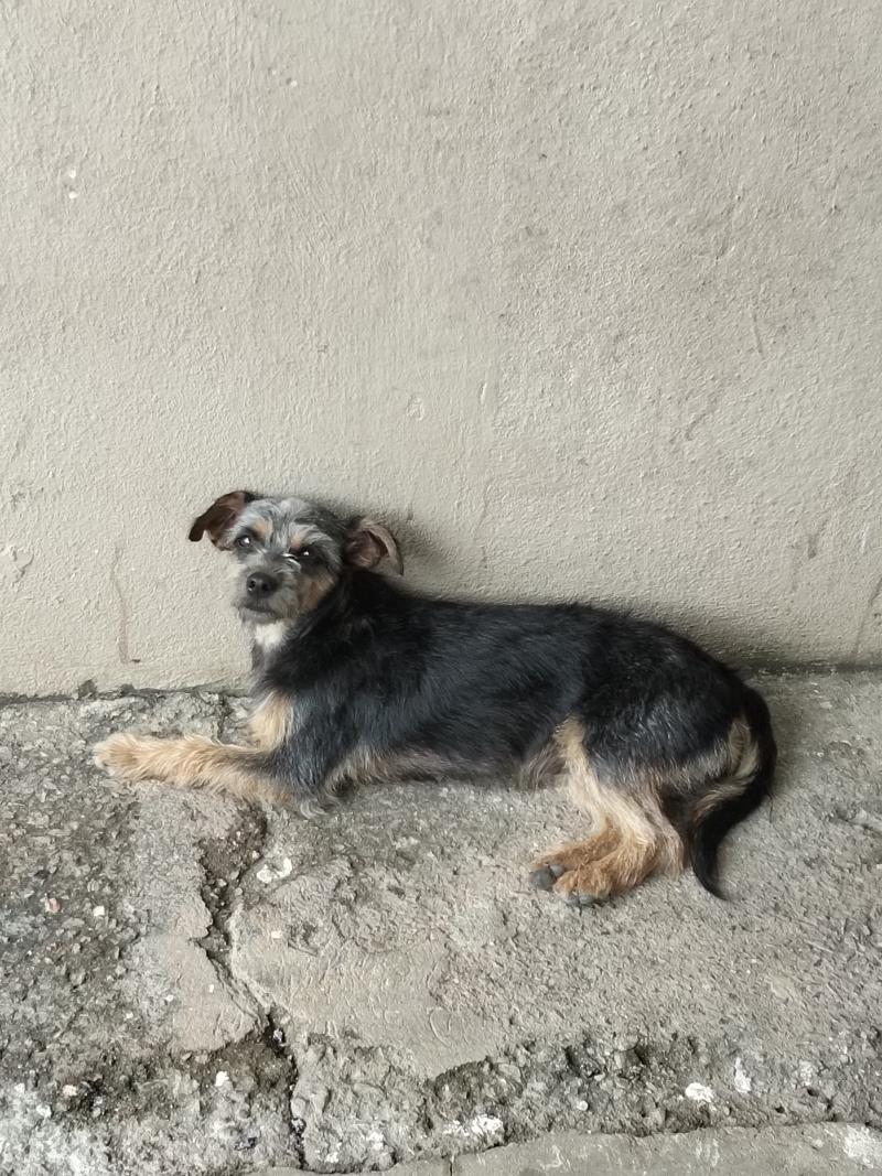 Adoção Responsável 