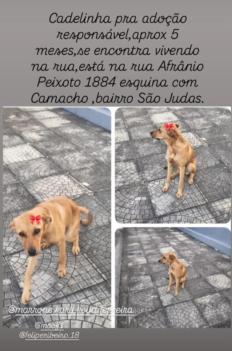Cadelinha Abandonada