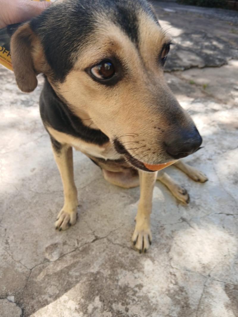 Chico
