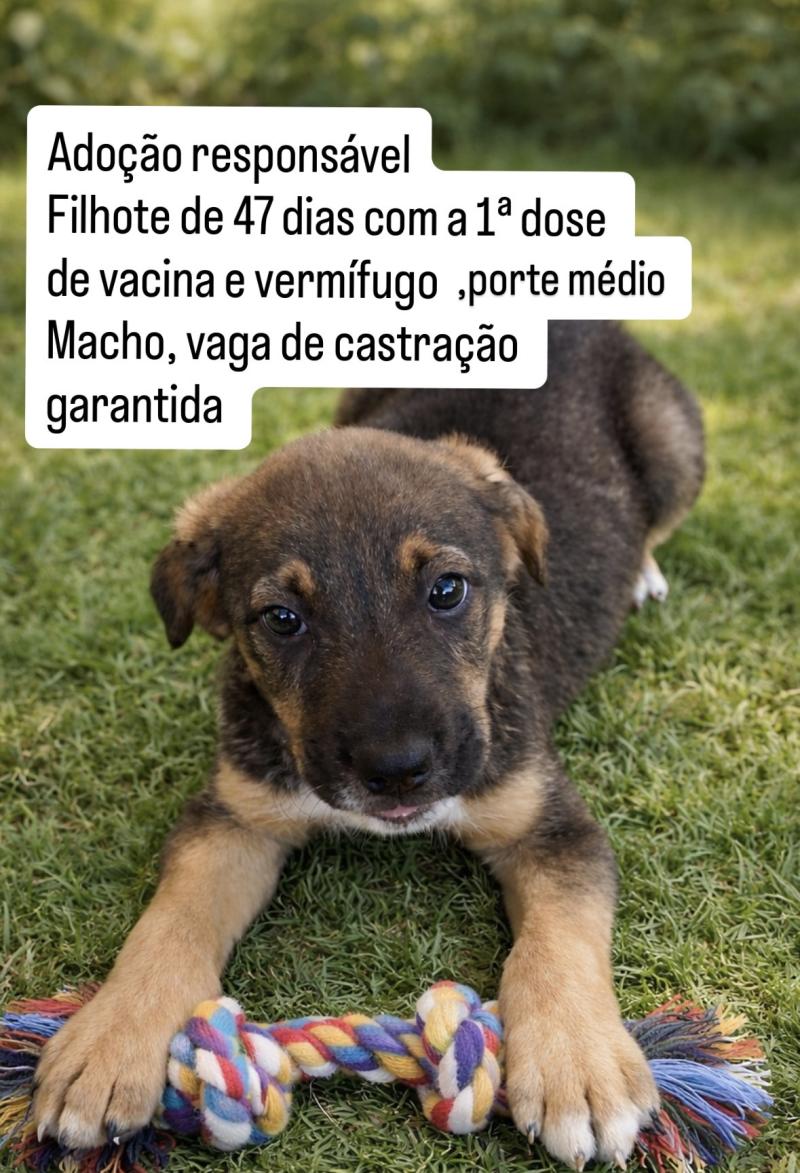 Filhote