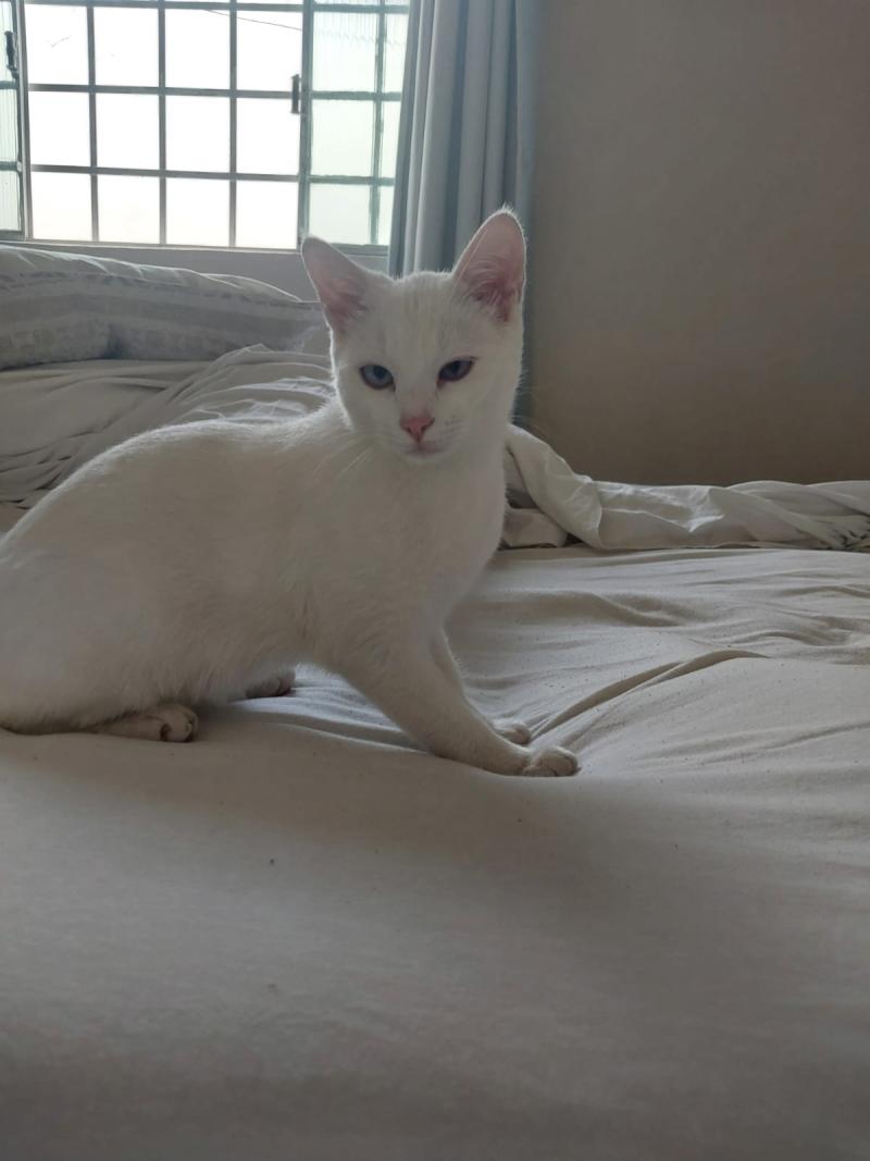 Gatinha Fêmea Filhote