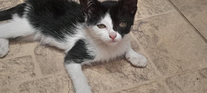 Gatinha Frajola