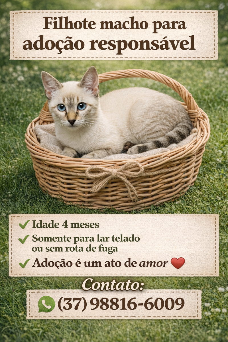Gatinho Para Adoção Responsável 