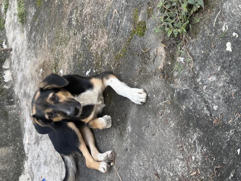 Cachorra 