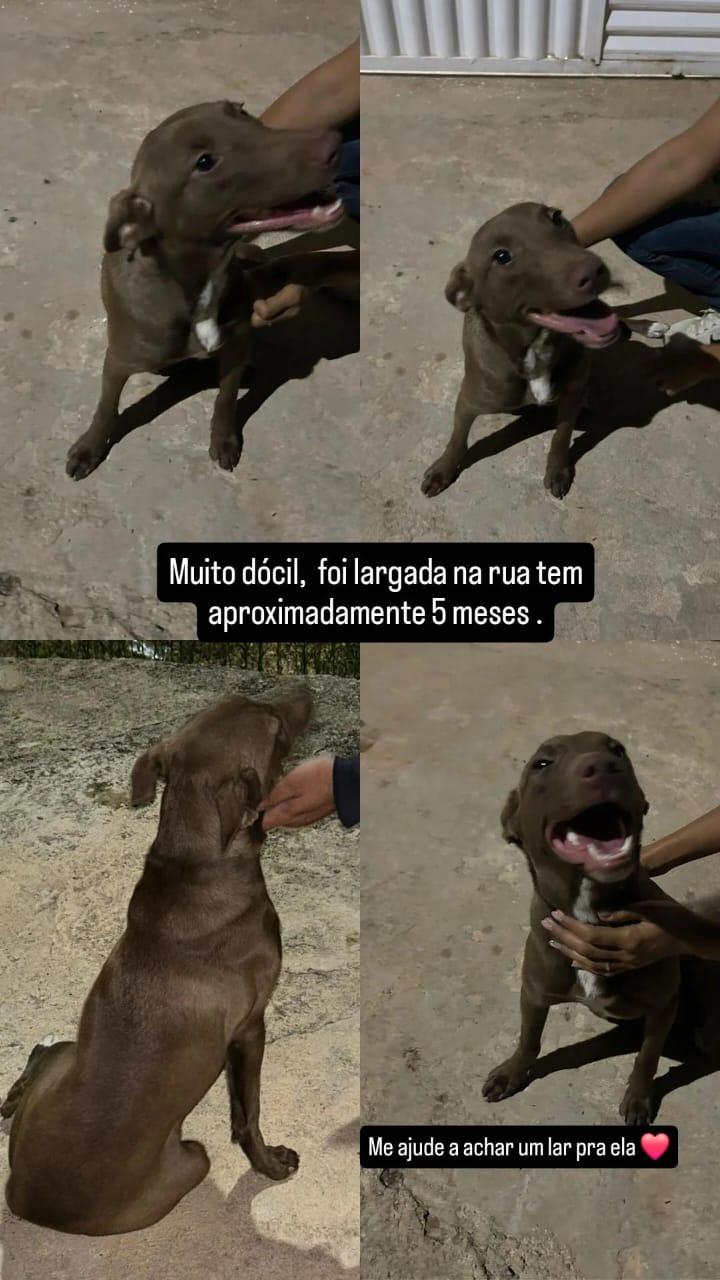 Fêmea 