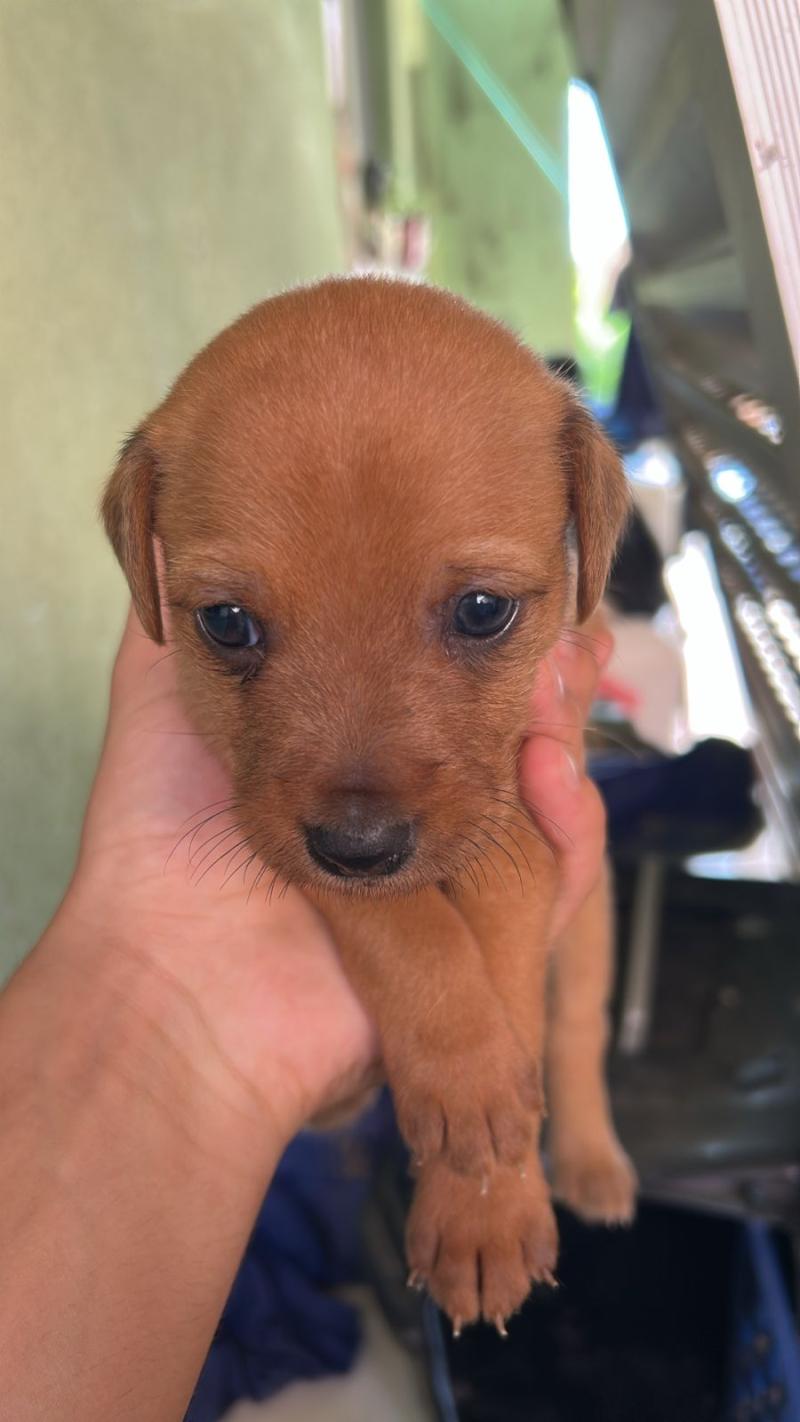 Adote O Caramelinho 
