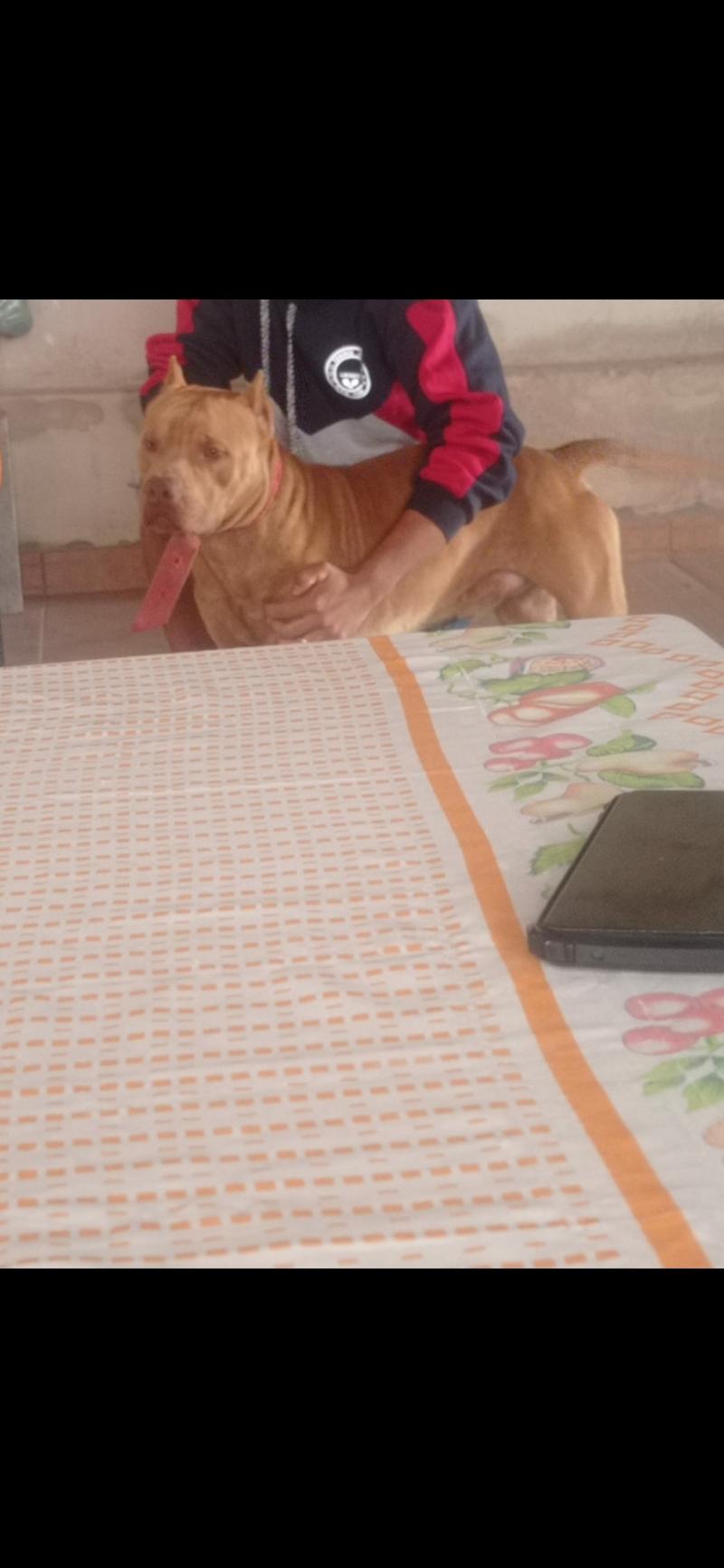 Doa Se Pitbull 