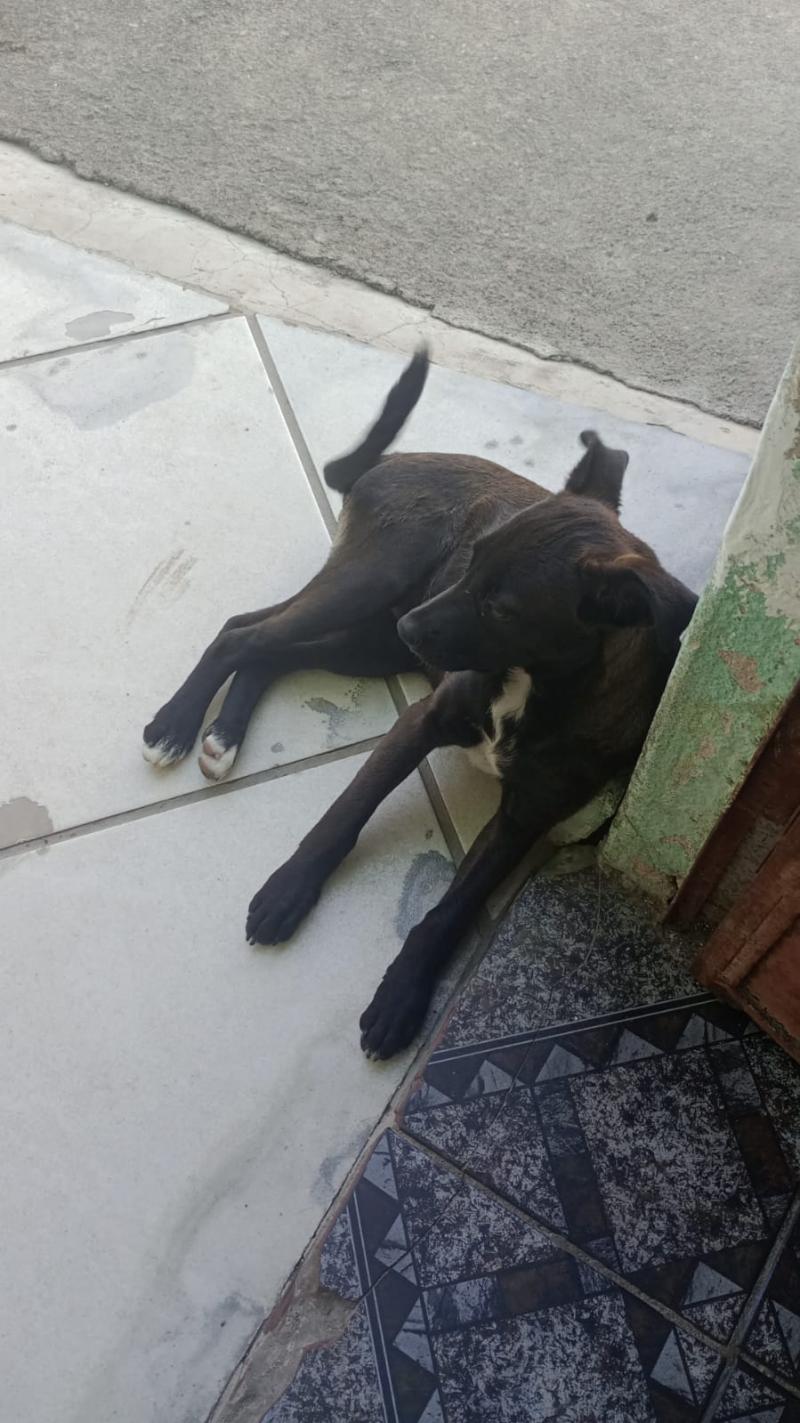 Femea