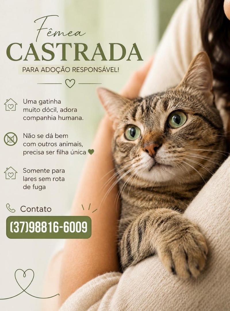 Gatinha Castrada 