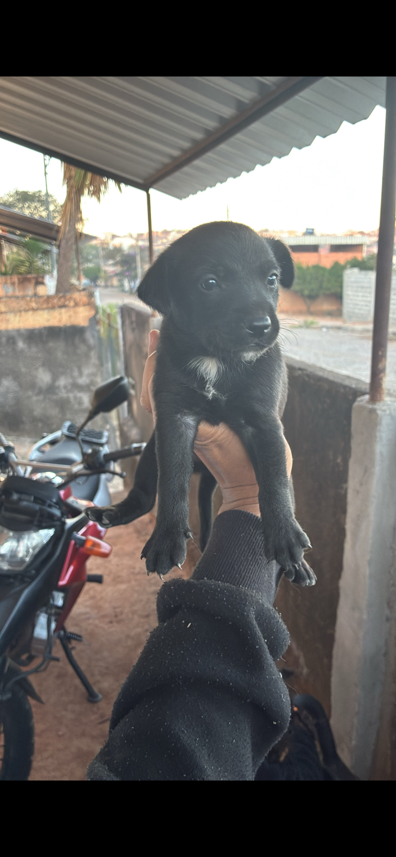 Ajuda A Encontrar Um Lar A Esse Dog Super Carinhoso Brincalhão 