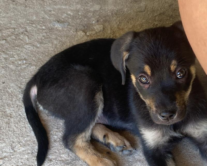 Cachorrinho Vira Lata